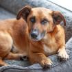 BAMBI - männlich 6 Jahre 35 cm 13 kg Mix gechipt kastriert