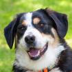 JUMO - männlich 2 Jahre 50 cm 32 kg Mini-Berner-Mix Gechipt Kastriert