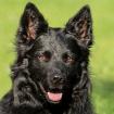 RAFFI - männlich 3 Jahre 53 cm 21 kg Groenendael-Mix Gechipt Kastriert