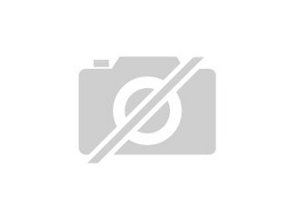 Chinese Crested Rüde Hairless sucht ab sofort