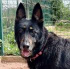 LUNA - Schutzgebühr Euro 250 - weiblich 8 Jahre 42 cm 30 kg Deutscher Schäferhund Gechipt Ka
